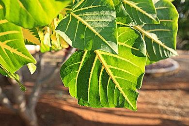 《黑道圣徒：重启版》Steam页面 预计于8月发售